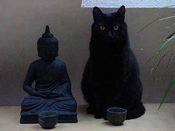 pisica Zen