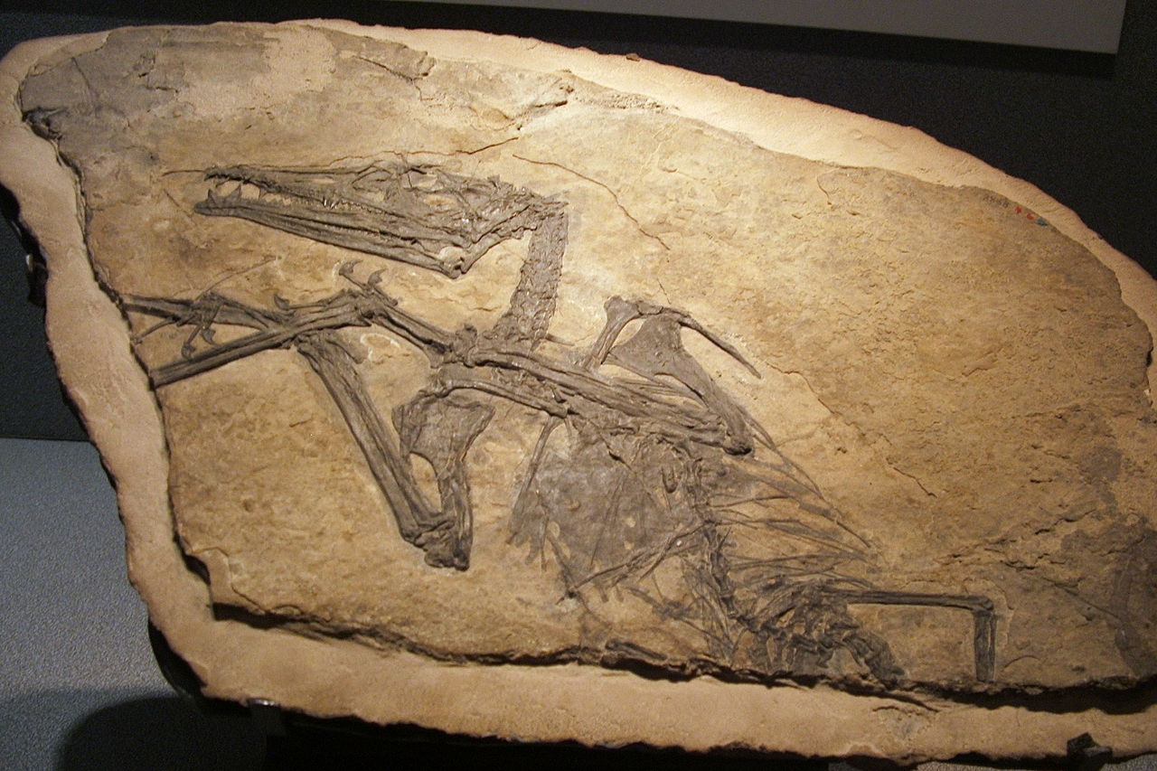 Eudimorphodon ranzii, muzeul de ştiinţe naturale din Bergamo, Italia. Foto de Luigi Chiesa. SDursă Wikipedia.